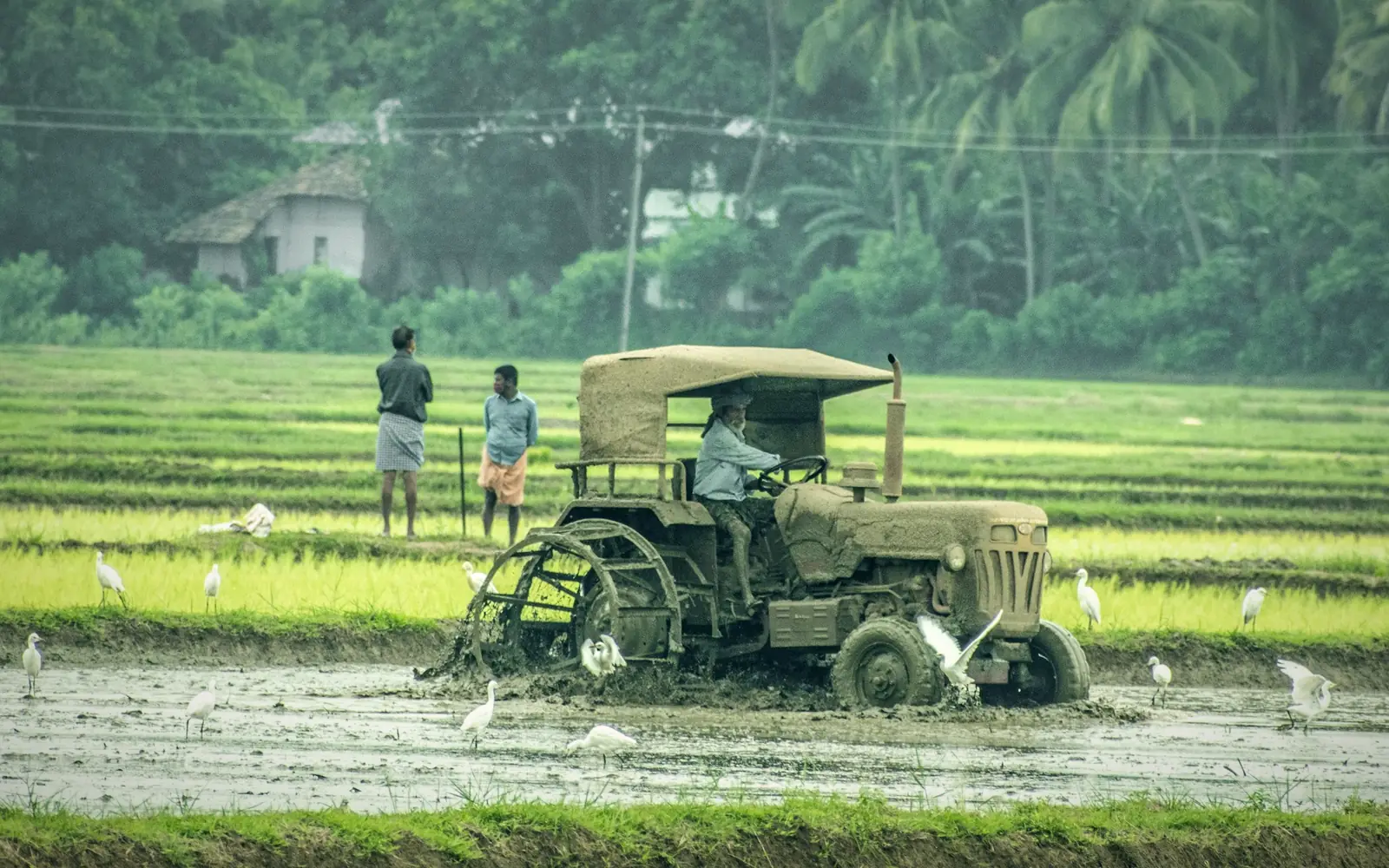 Farmer driving a tractor through a flooded paddy field